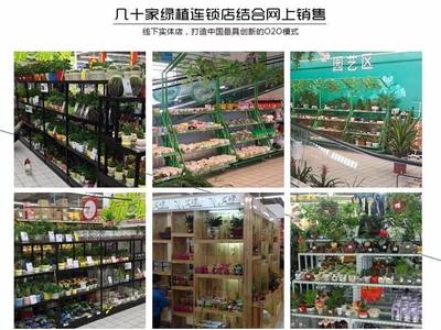 從創(chuàng)意到財(cái)富 90后小伙如何以商業(yè)思維玩轉(zhuǎn)盆景，年銷7500萬